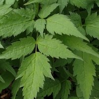 Actaea pachypoda 'Misty Blue'